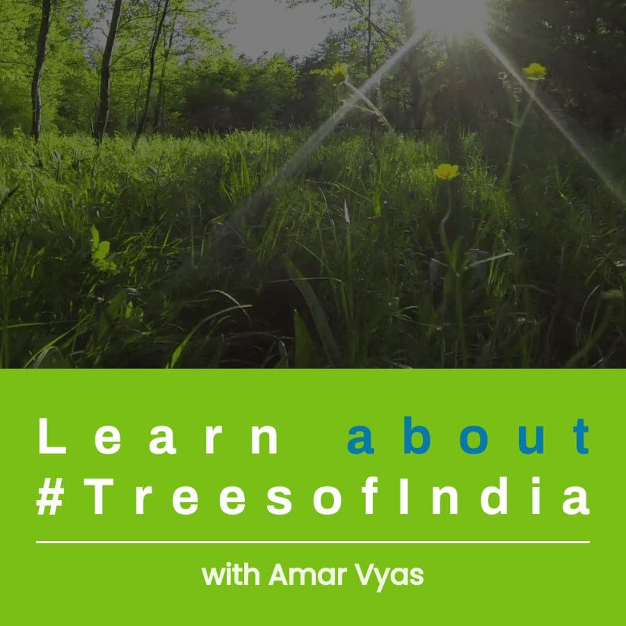 Trees of India by Amar Vyas